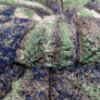 Obrazek Dywan Shaggy 3D Dominica 1,6/2,3 P768A BOS AP 53 zielony